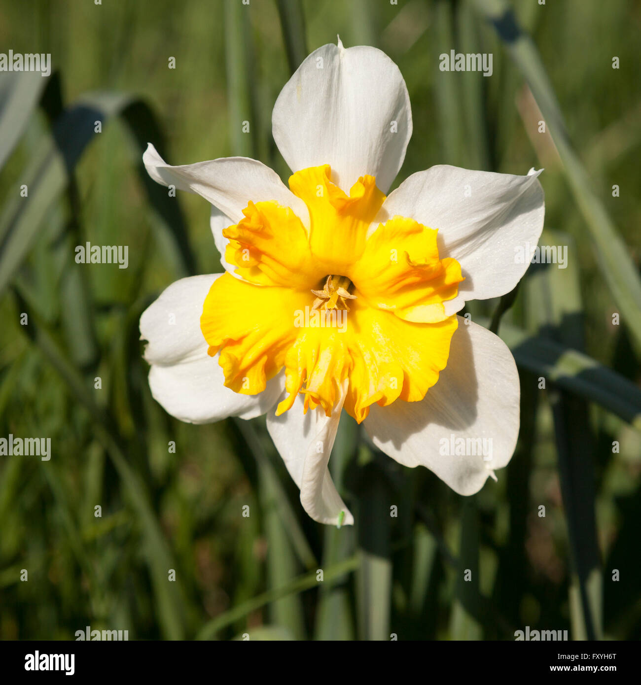 Bianco-giallo Daffodil (Narcissus), Nord Reno-Westfalia, Germania Foto Stock