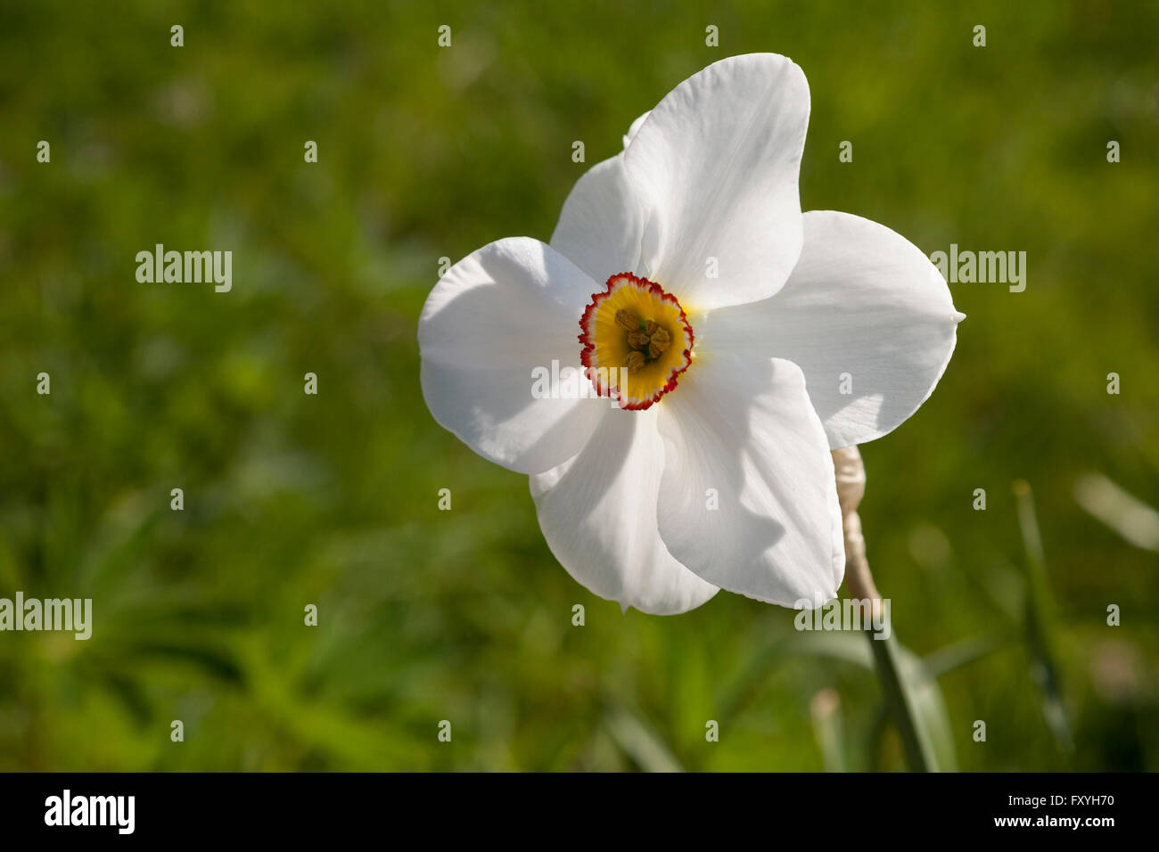 White Daffodil (Narcissus), Nord Reno-Westfalia, Germania Foto Stock