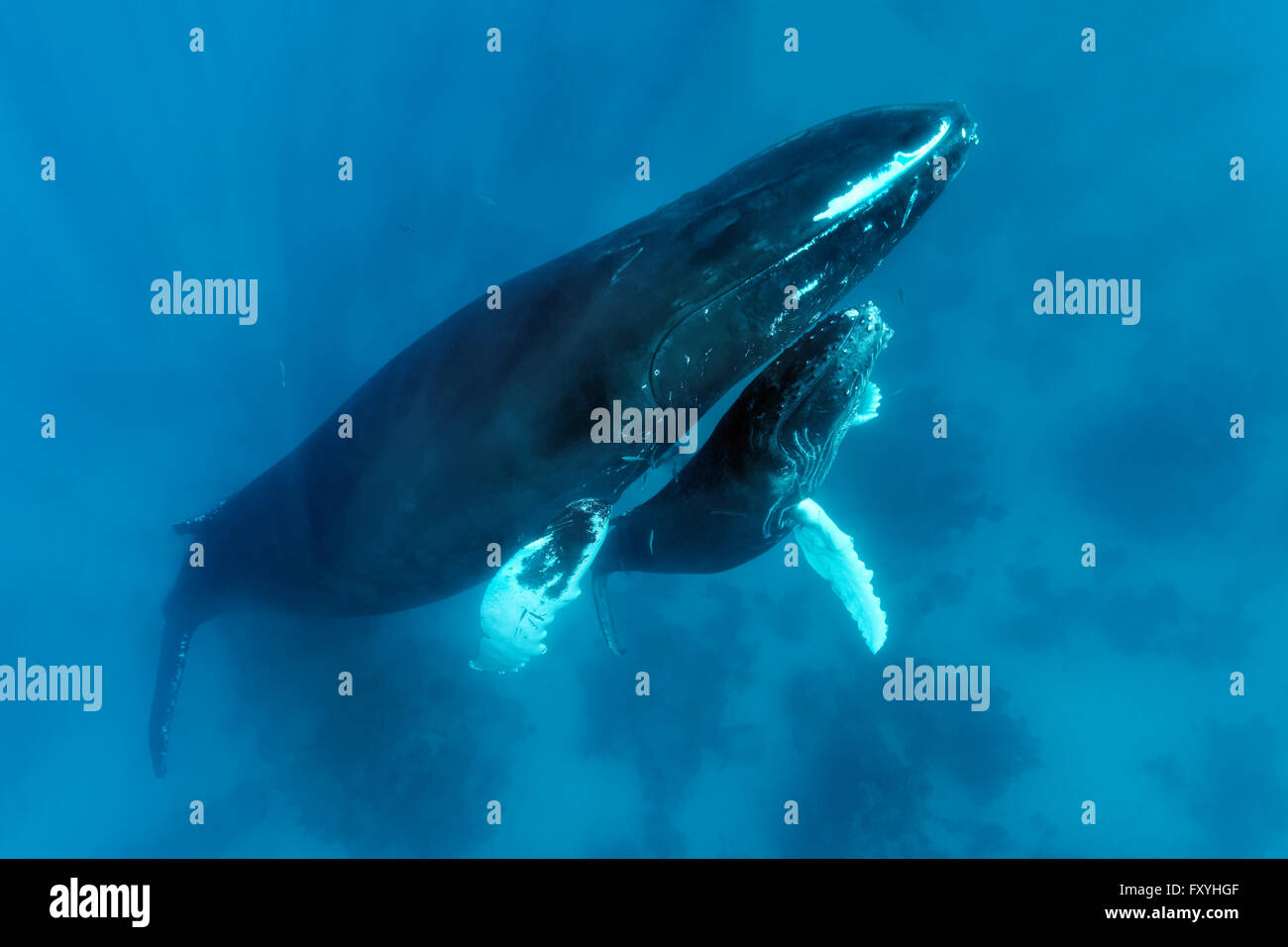 Humpback Whale (Megaptera novaeangliae) con grande pregiudizio alla bocca, femmina, mucca, con giovani, di vitello, su Coral reef, Banca d'argento, Foto Stock