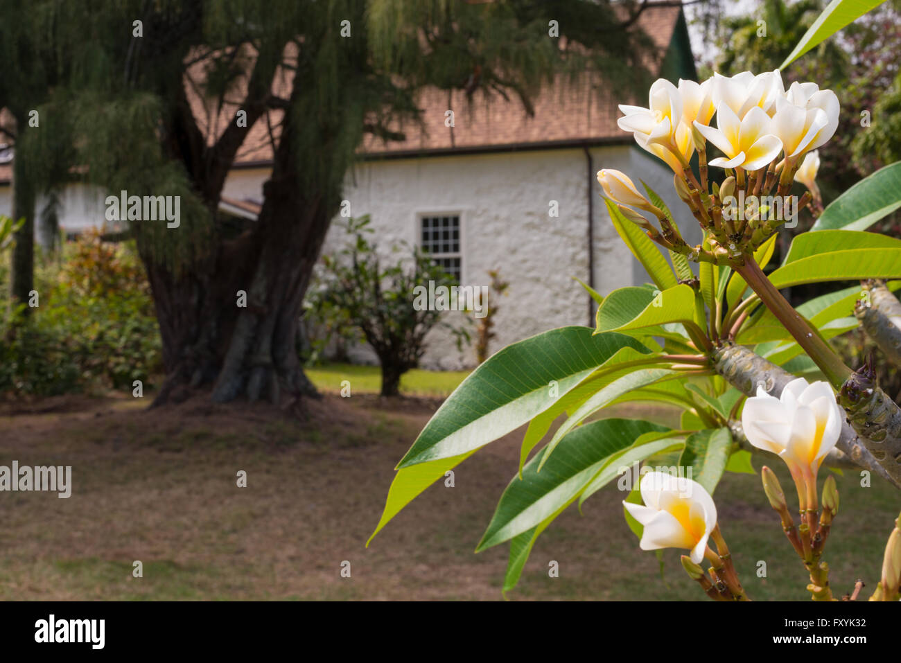 Variante bianca di Plumeria rubra crescente nell'Palapala Ho'omau sagrato, Kipahulu Maui. Foto Stock