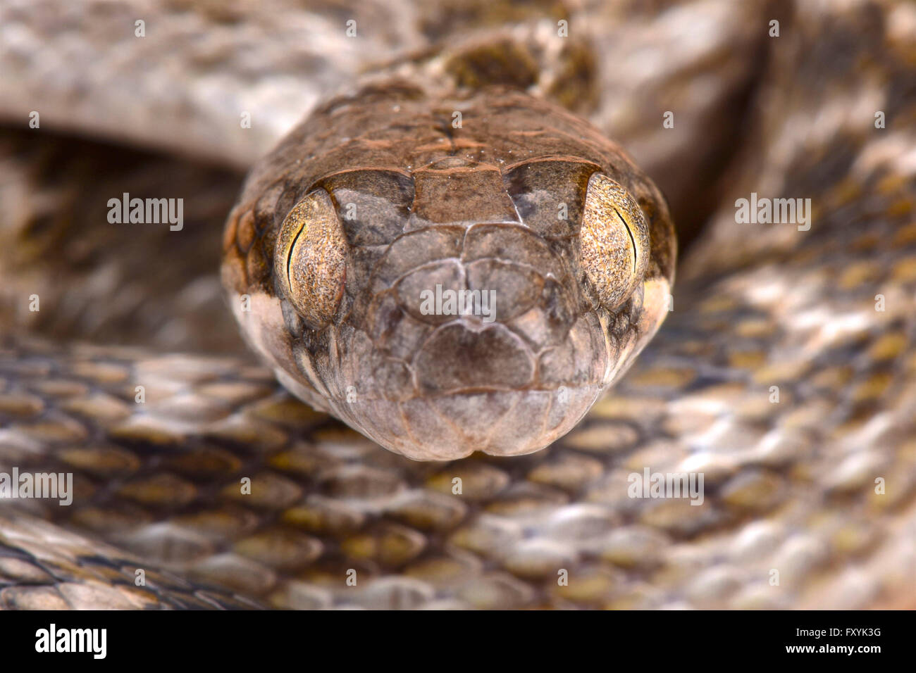 Un malgascio cat-eyed snake (Madagascarophis meridionalis) Foto Stock
