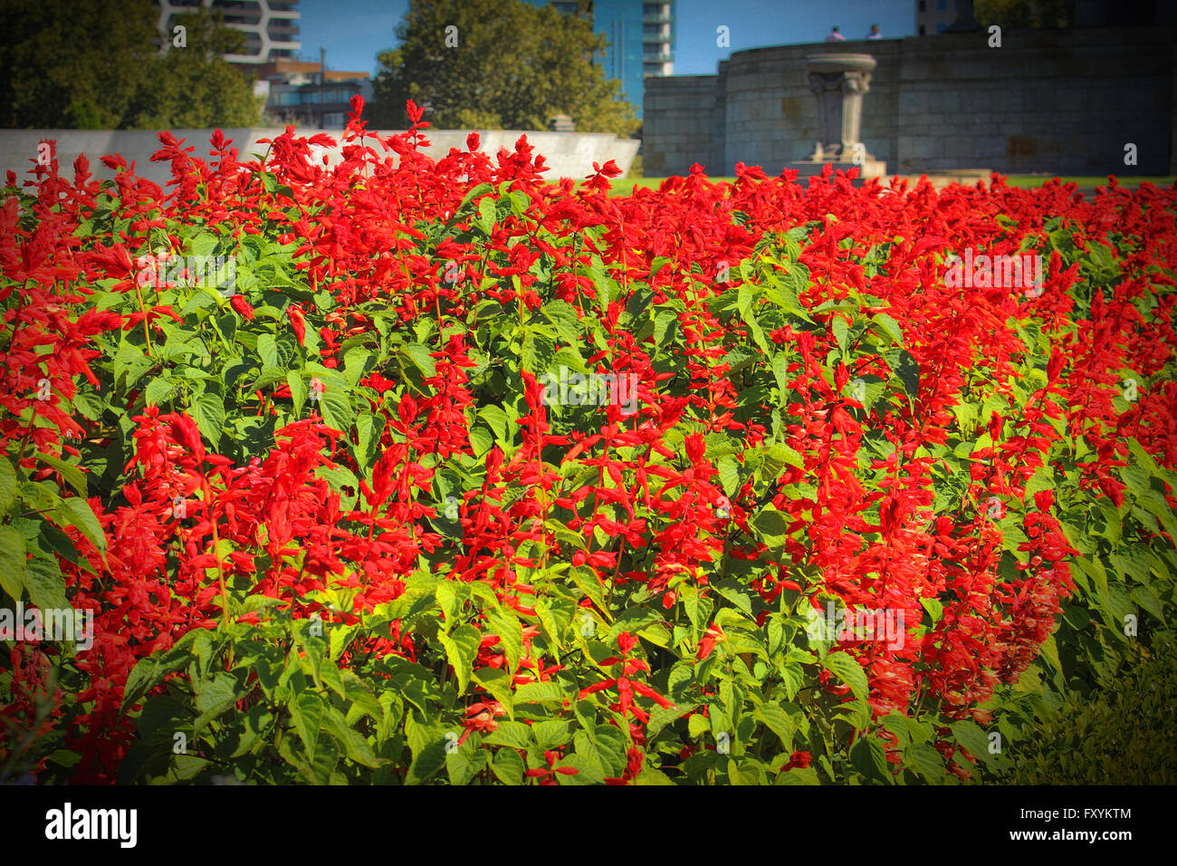 Papaveri presso il Santuario di ricordo a Melbourne, Australia Foto Stock