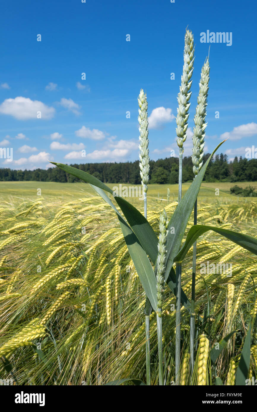 Alcune spighe di grano in un campo di orzo Foto Stock