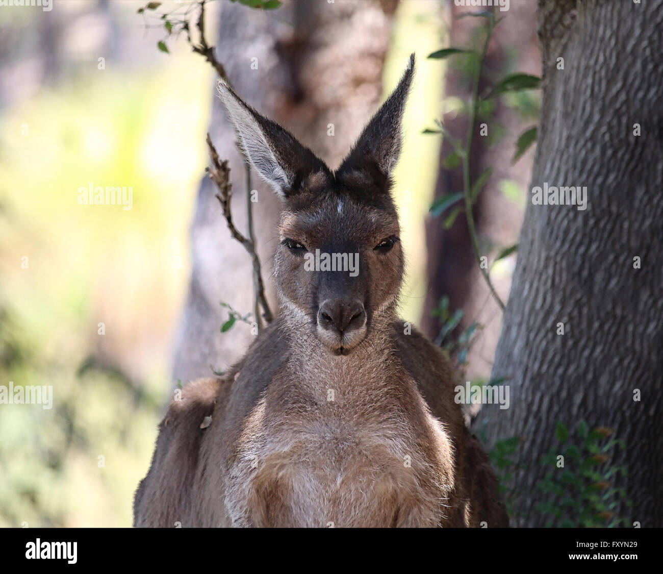 Un mid-shot di una femmina di canguro in un bosco di impostazione Foto Stock