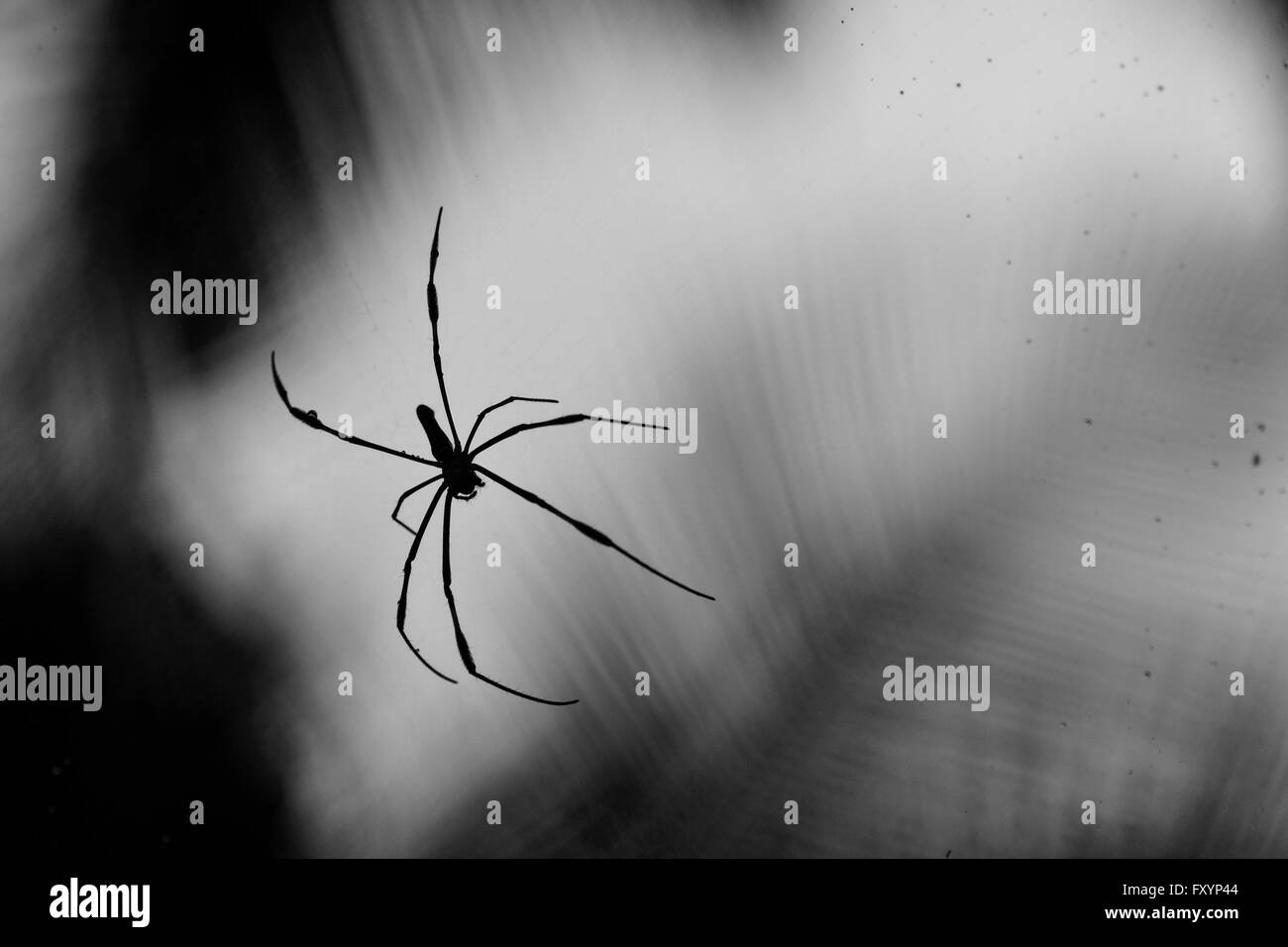 Home di un ragno circondato con molto elementi artistici. Monsoon aggiungendo i propri elementi di spider web per la bellezza. Madodi, H Foto Stock