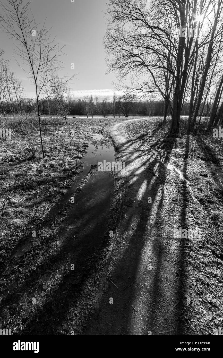 Sentiero di ghiaia con alberi in bianco e nero Foto Stock