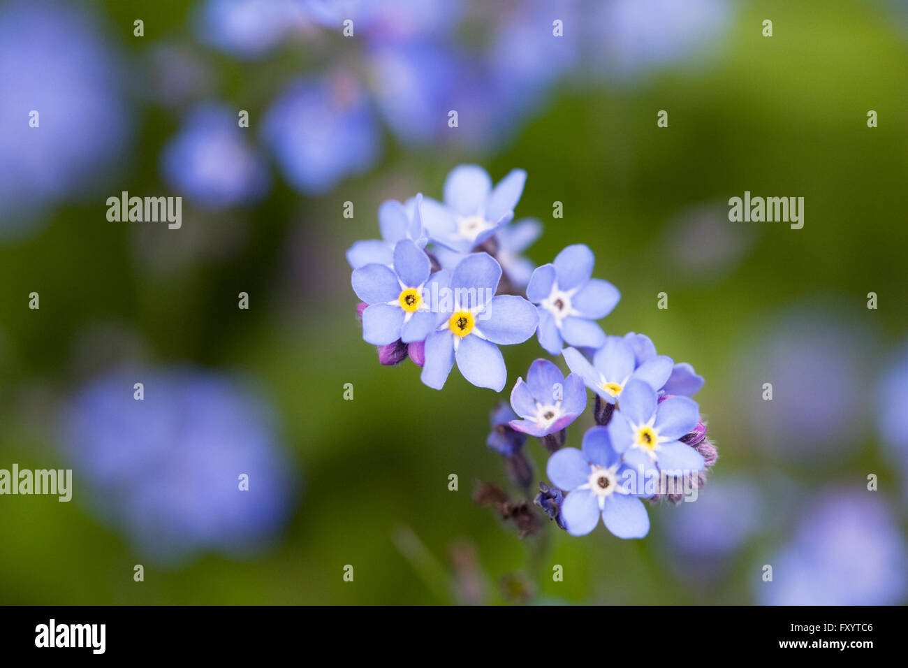 Myosotis sylvatica. Non ti scordar di me in un giardino inglese. Foto Stock