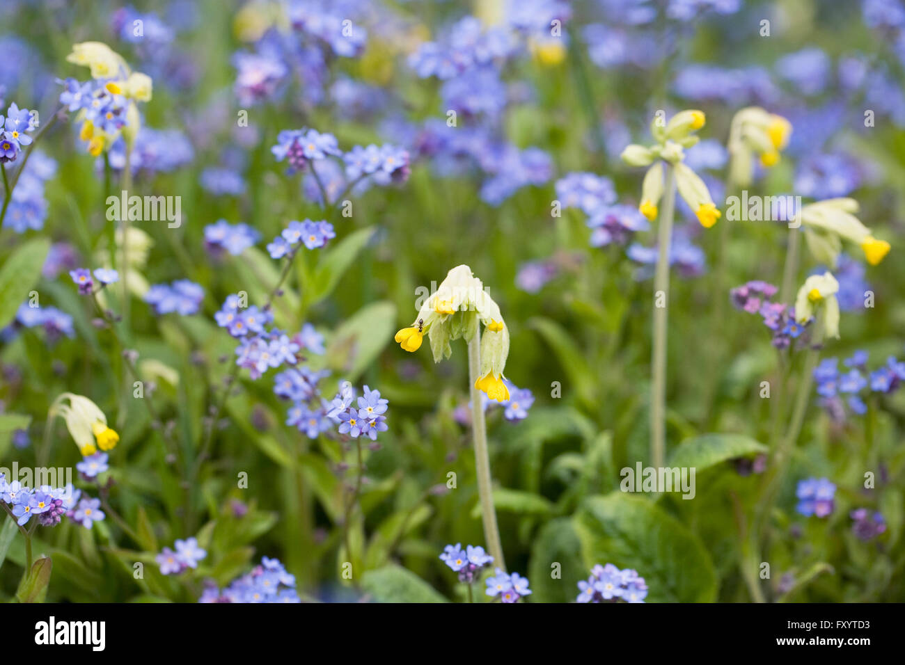 Primula veris. Cowslips tra dimenticare-me-poveri. Foto Stock