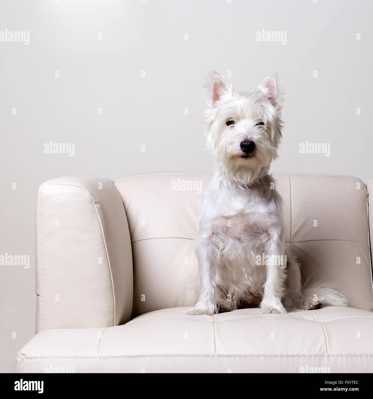 Un piccolo cane bianco seduto su un moderno e bianco divano in pelle. Foto Stock