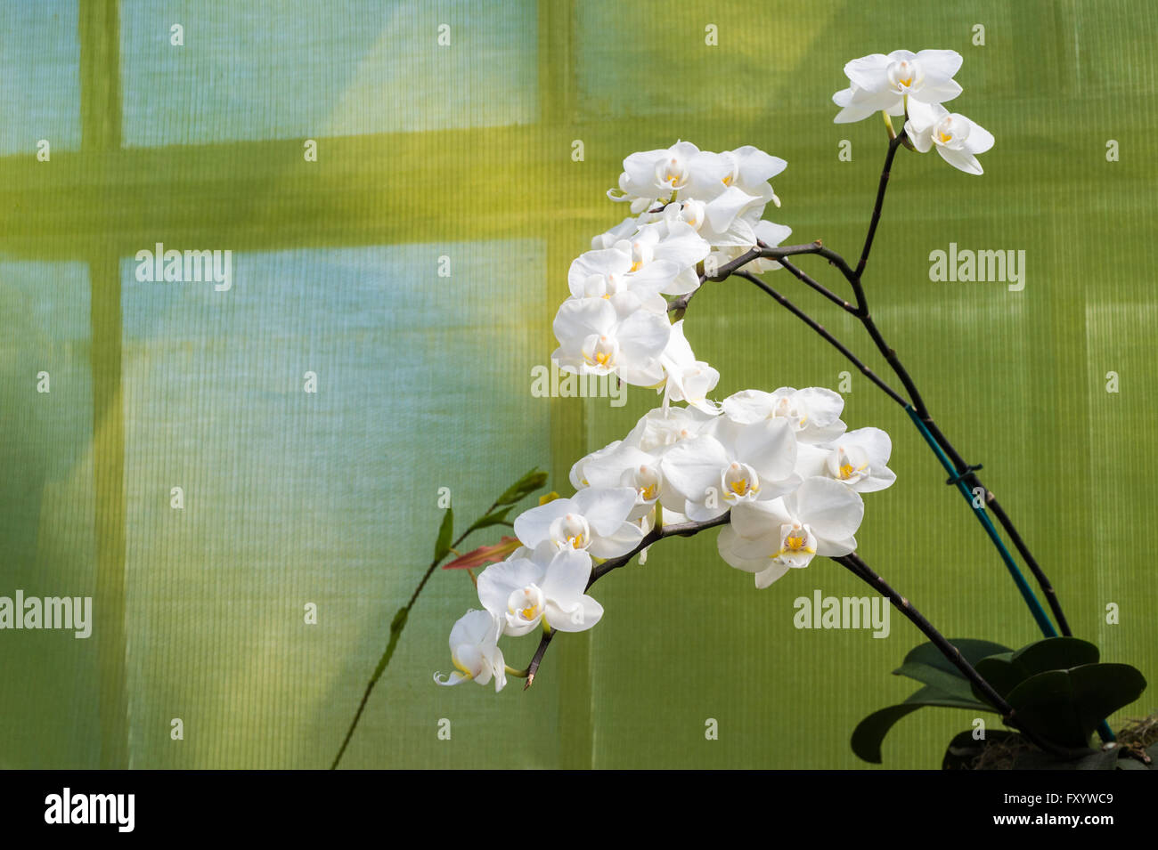 Spike di orchidee bianche Foto Stock