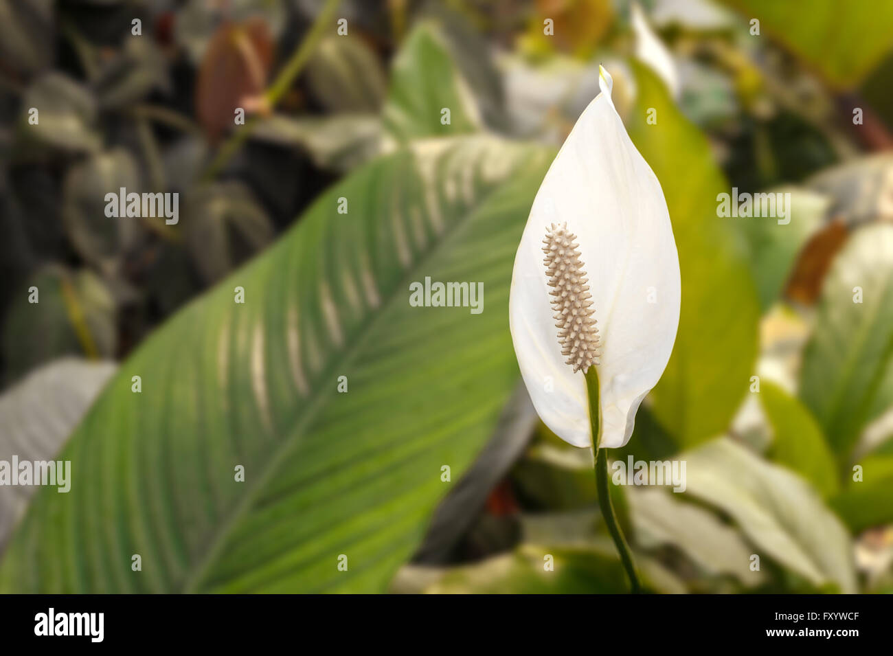 La pace giglio fiore bianco (Spathiphyllum) Foto Stock