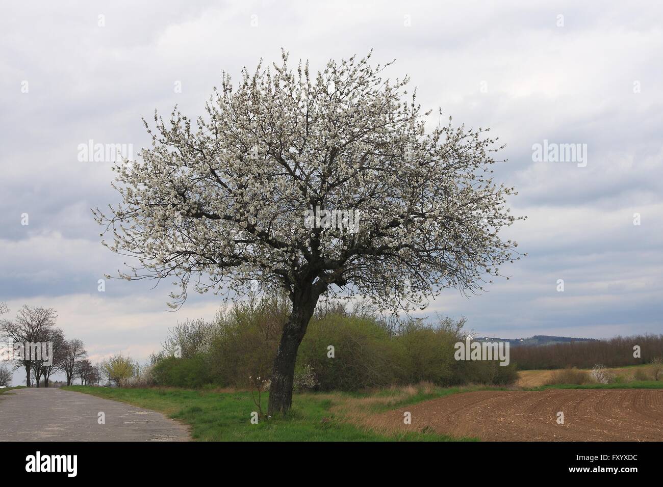 Lonely di ciliege acide blooming accanto al campo in un giorno nuvoloso Foto Stock