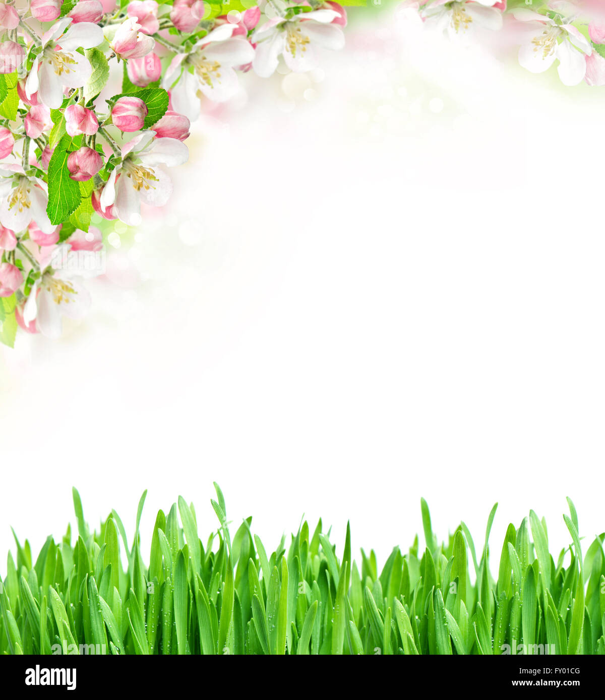 Il tempo primaverile. Albero di mele fioritura ed erba verde su sfondo bianco Foto Stock