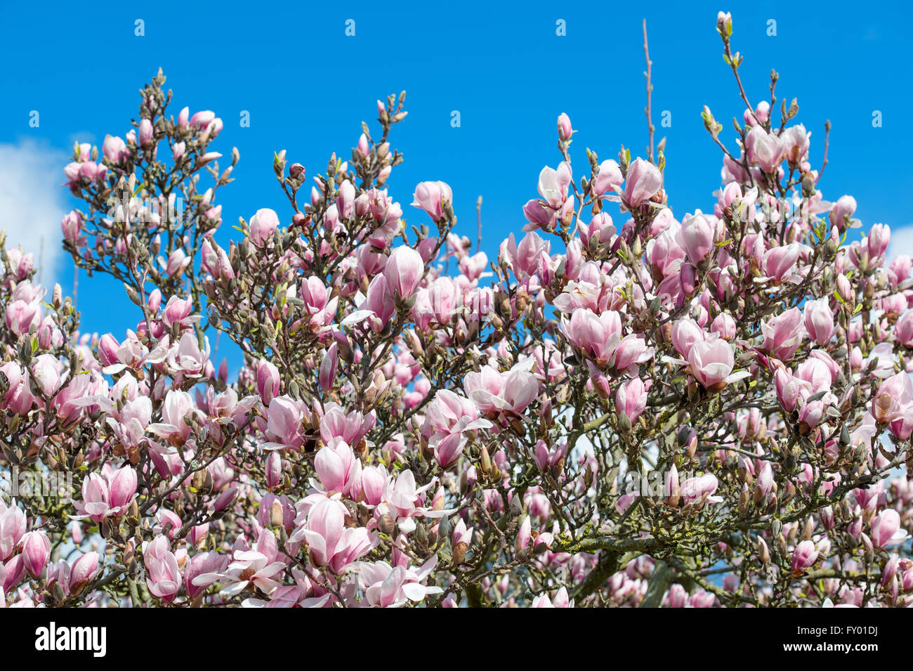Albero di Magnolia oltre il cielo blu. Fioritura della primavera fiori di colore rosa Foto Stock