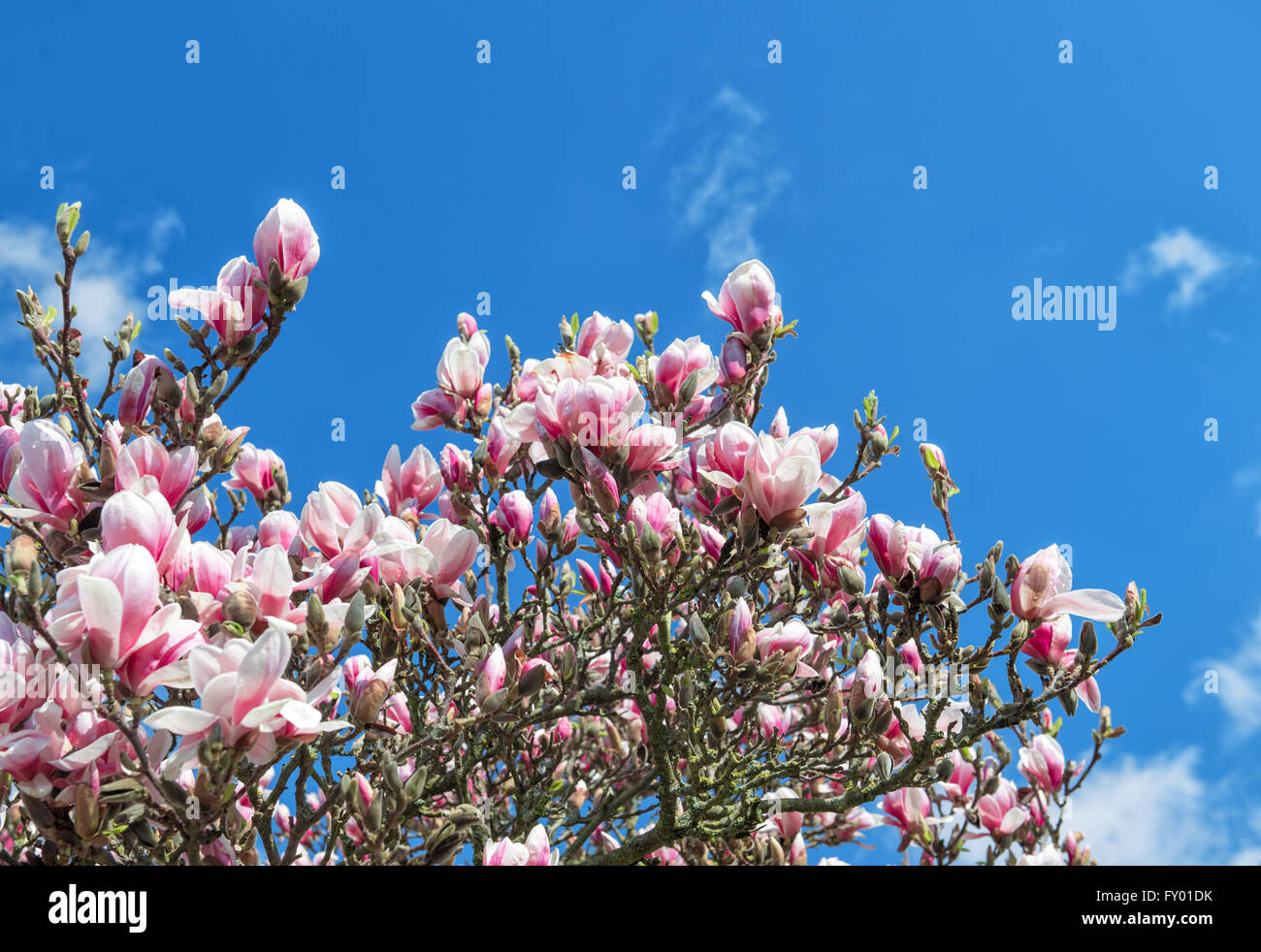 Fioritura di albero di magnolia. Fiori di Primavera oltre il cielo blu Foto Stock