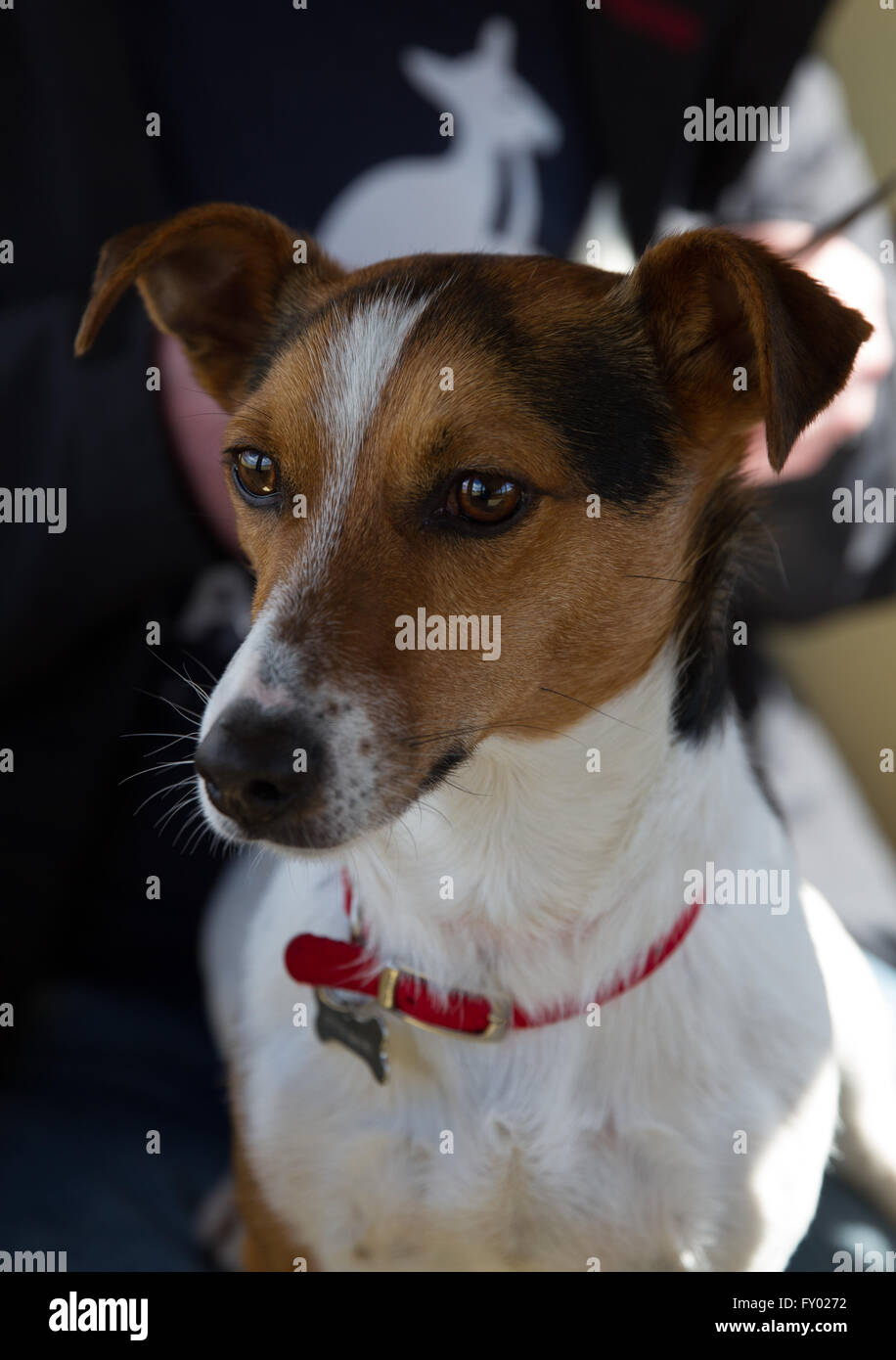 Rusty Jack Russell gode la corsa sulla ferrovia Fairbourne in Galles. Rusty è un cane di salvataggio. Foto Stock