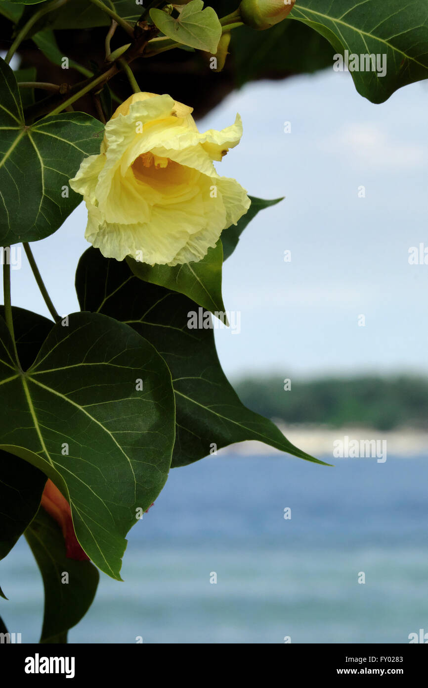 Bellissima spiaggia Maho fiore con oceano e isola in background Foto Stock