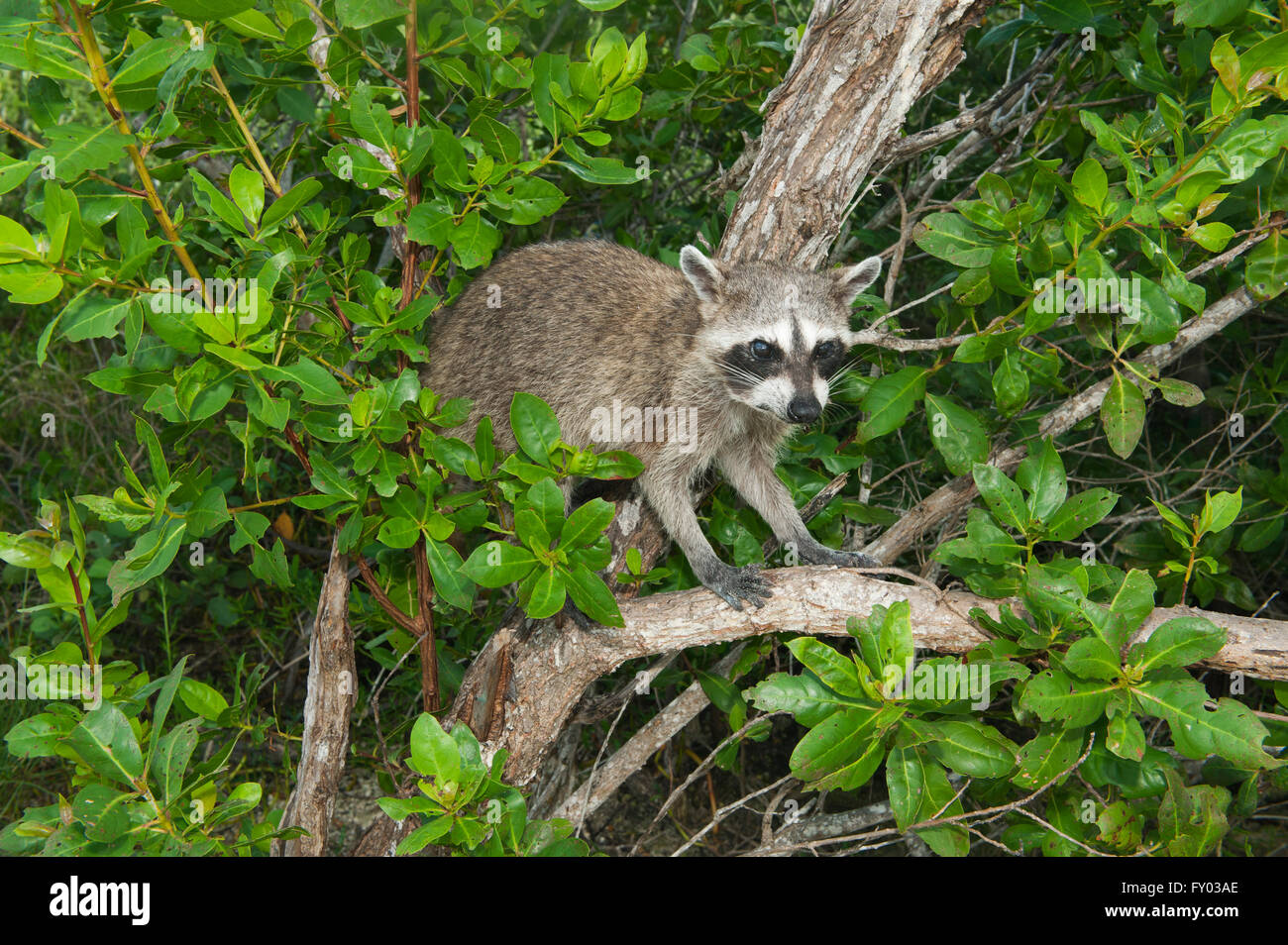 Procione pigmeo (Procione pygmaeus) specie gravemente minacciate, Isola di Cozumel, Messico. Meno di 500 rimangono in esistenza. Foto Stock