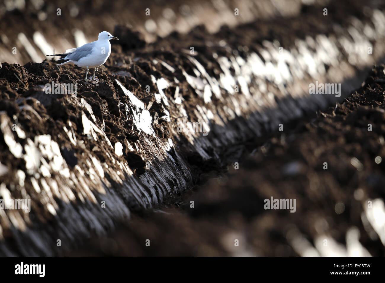 Gabbiano comune (Larus canus) su un arato di fresco gli agricoltori campo scozzese Foto Stock