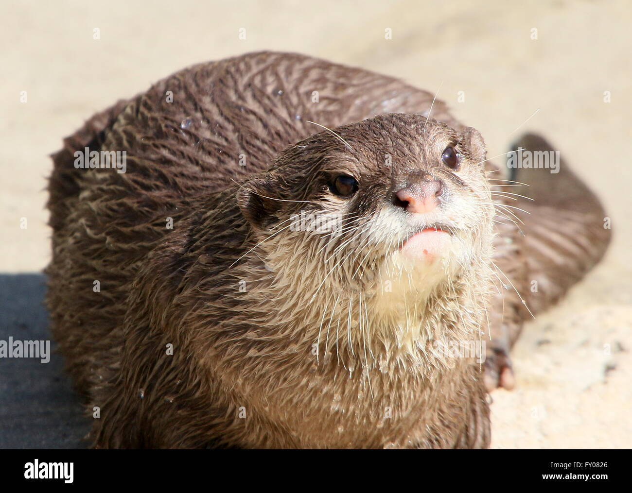 Close-up della testa di un orientale o piccoli asiatici artigliato lontra (Aonyx cinereus) Foto Stock