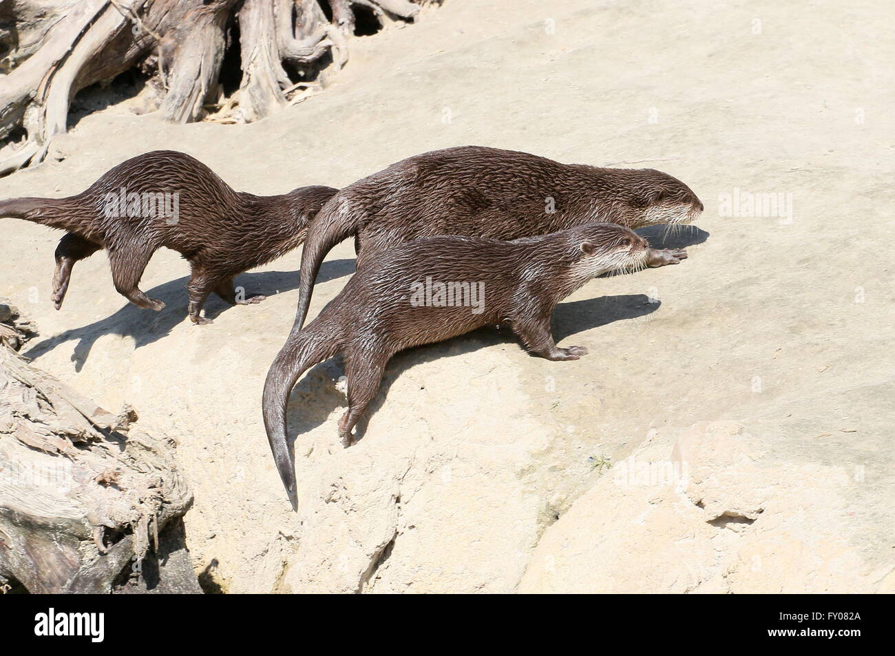 Gruppo di tre orientali Asiatici o piccole artigliato lontre (Aonyx cinereus) in esecuzione sulla riva Foto Stock