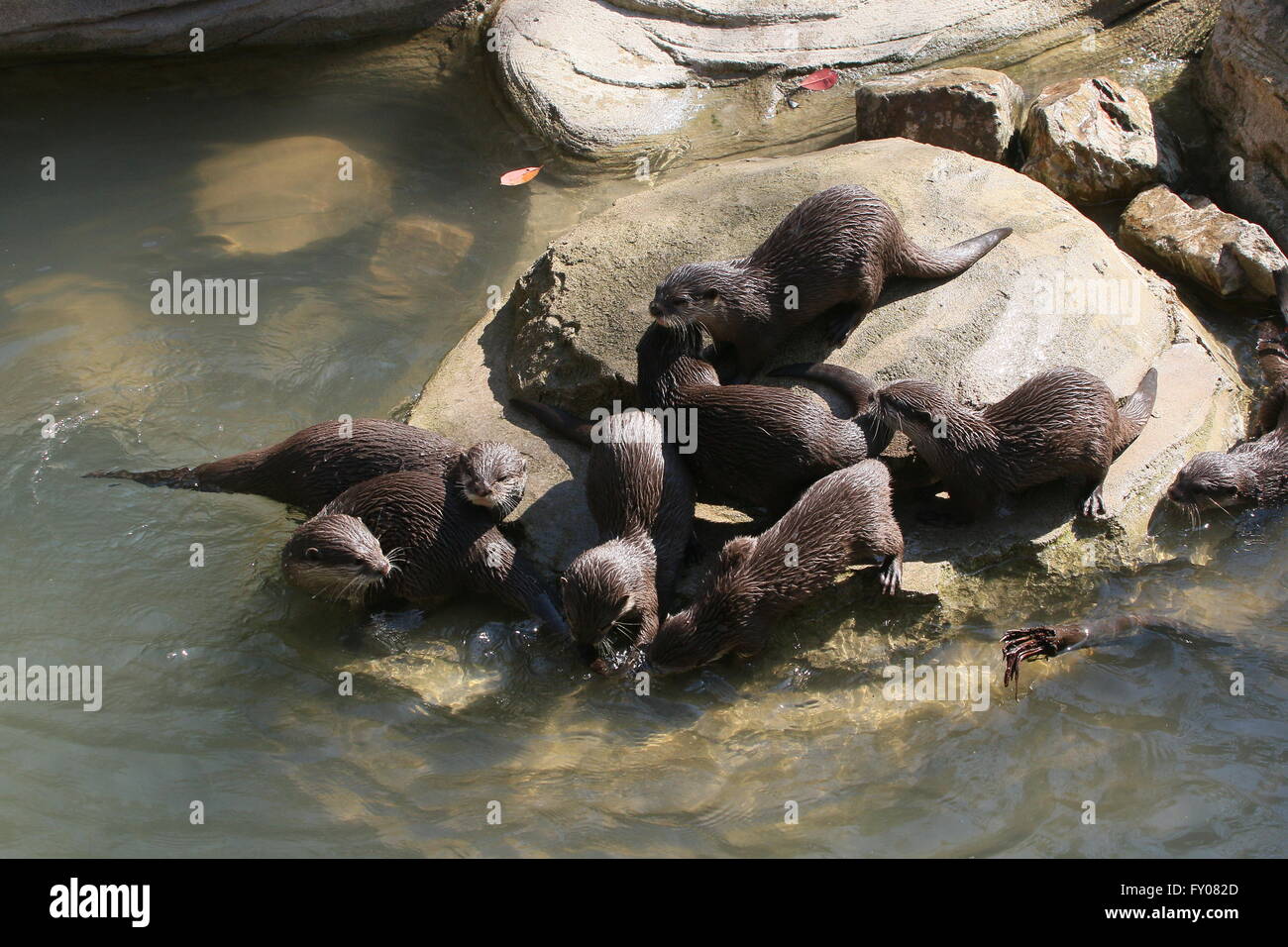 Gruppo di orientali Asiatici o piccole artigliato lontre (Aonyx cinereus) vicino al bordo dell'acqua Foto Stock