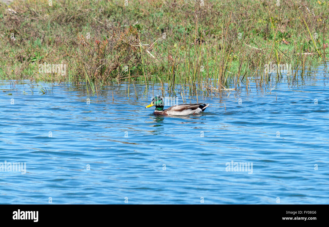 Mallard duck drake nuoto in Newport Beach Upper Back Bay, California Foto Stock