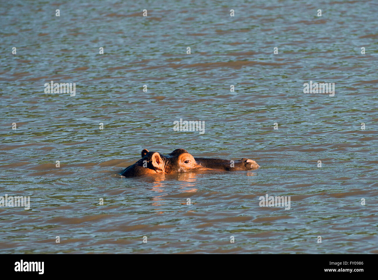 A Ippona ( Hippopotamus amphibius ) nuotare in un piccolo lago nel Parco Nazionale del Serengeti in Tanzania. Foto Stock