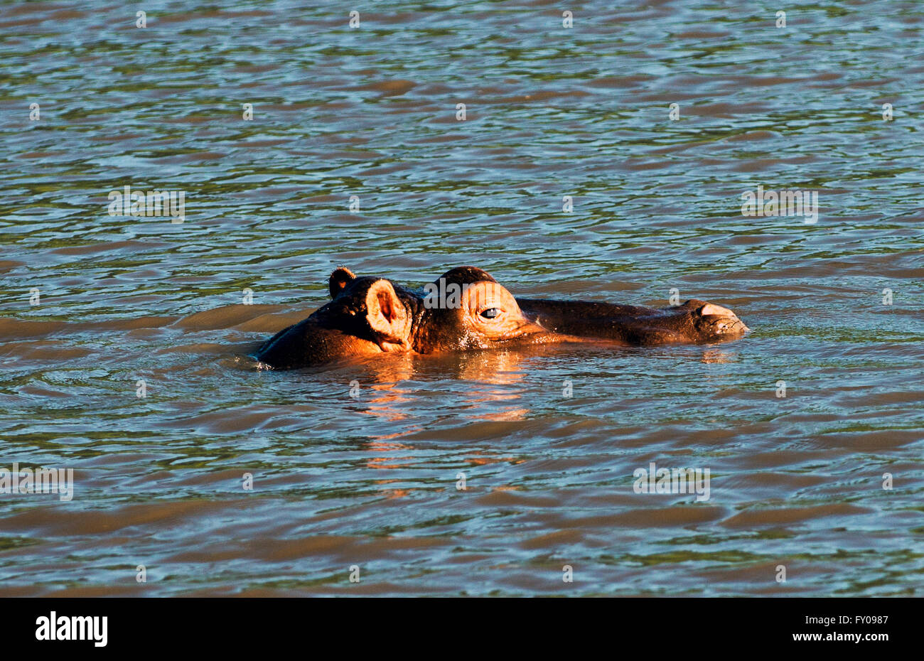 A Ippona ( Hippopotamus amphibius ) nuotare in un piccolo lago nel Parco Nazionale del Serengeti in Tanzania. Foto Stock