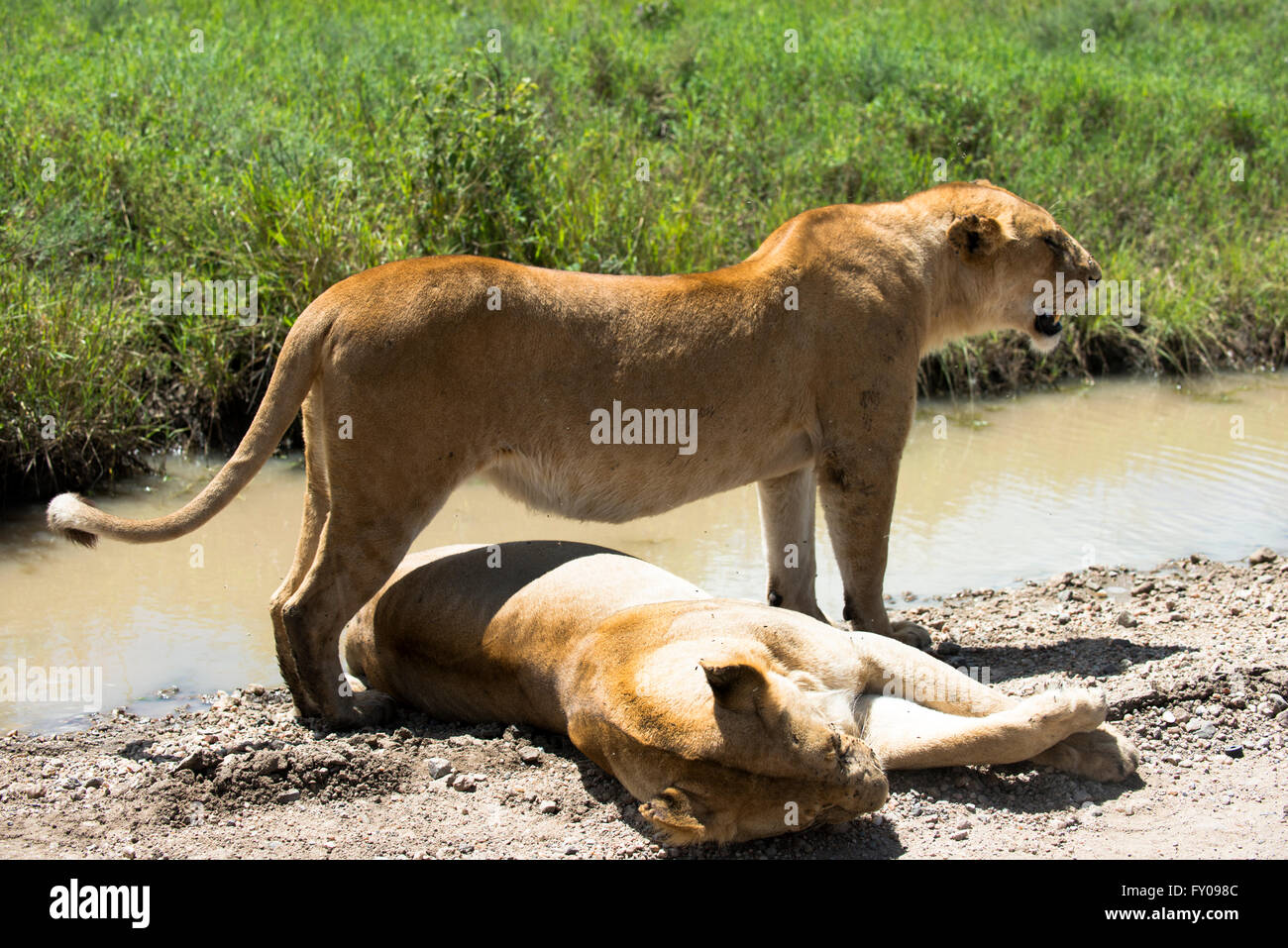 I Lions in appoggio sulla strada sterrata in Ngorongoro Conservation Area in Tanzania. Foto Stock