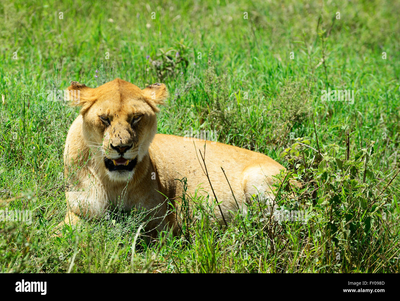 I Lions in appoggio sulla strada sterrata in Ngorongoro Conservation Area in Tanzania. Foto Stock