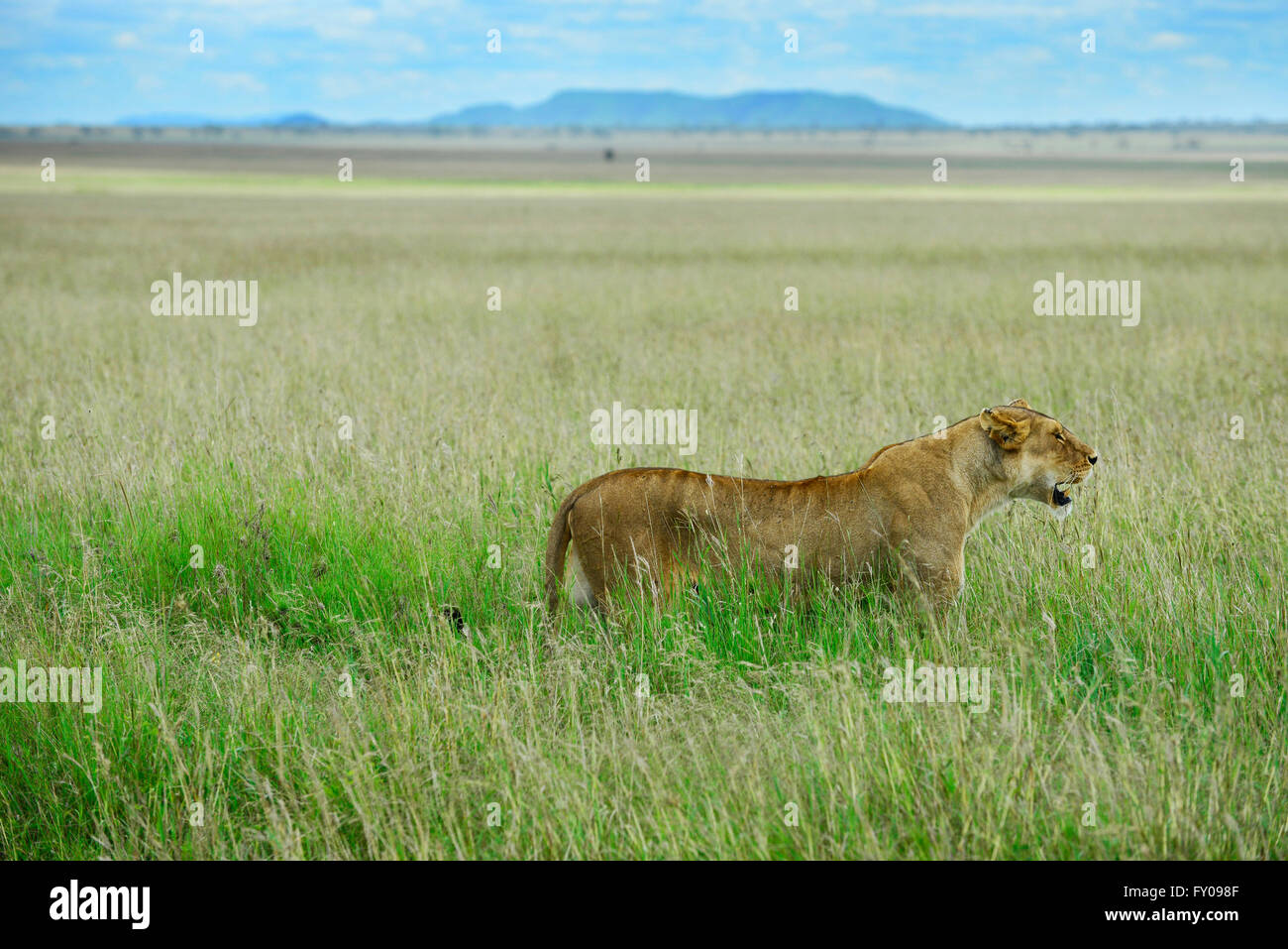 Leonesse cercando preda nella vasta savana del Serengeti. Foto Stock