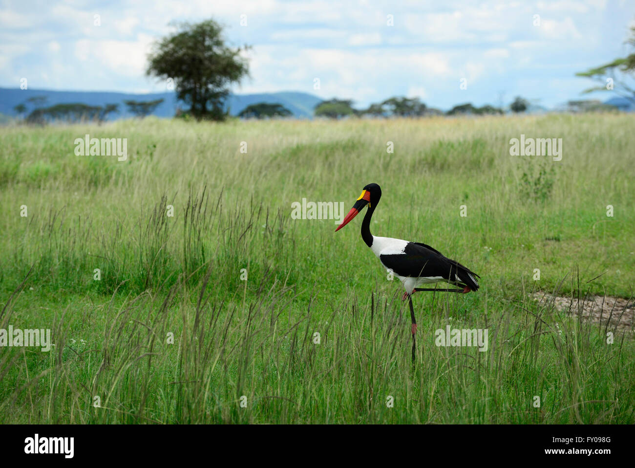 Sella maschio-fatturati stork (Ephippiorhynchus senegalensis), il cratere di Ngorongoro, Tanzania. Foto Stock