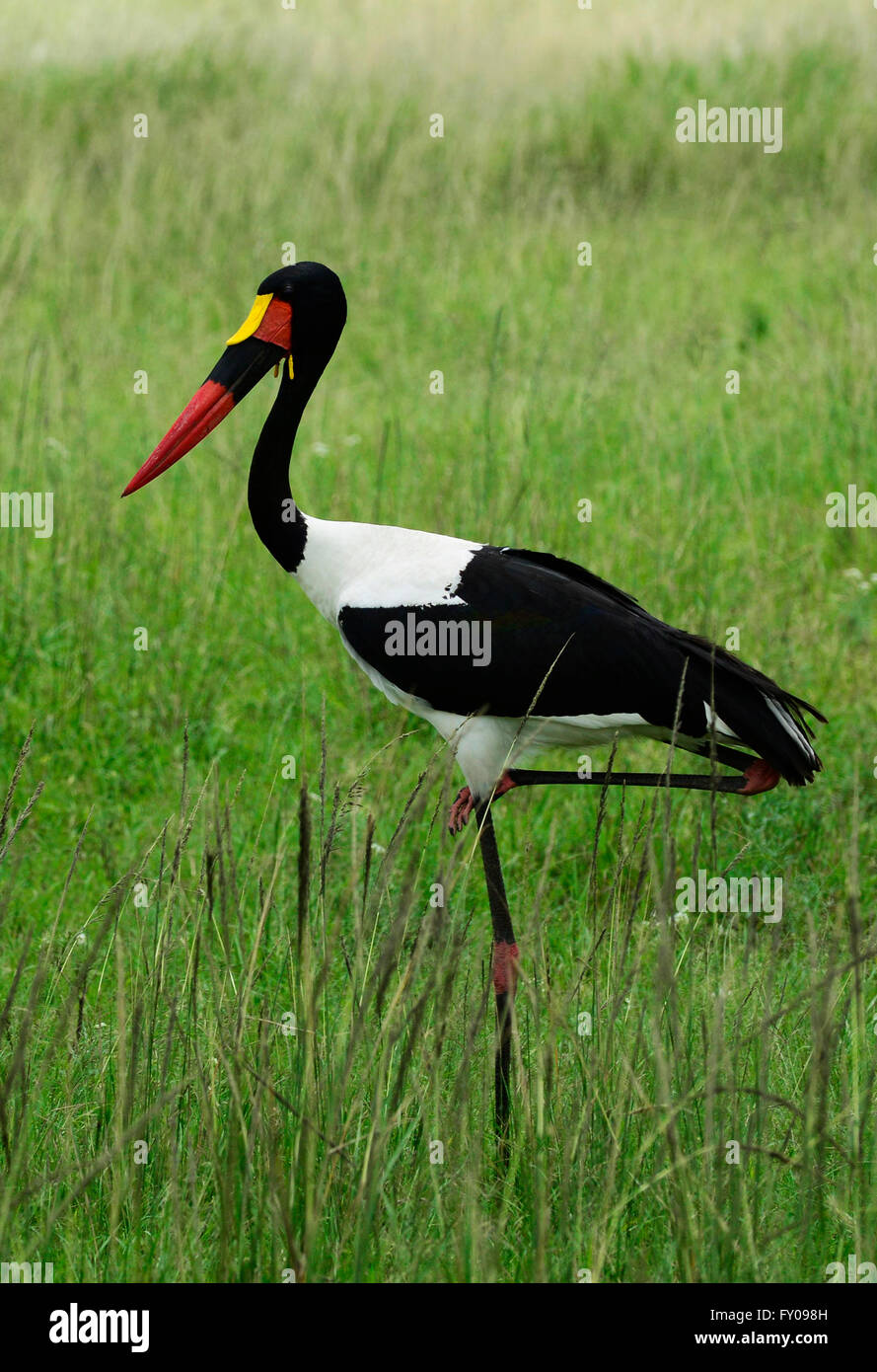 Sella maschio-fatturati stork (Ephippiorhynchus senegalensis), il cratere di Ngorongoro, Tanzania. Foto Stock
