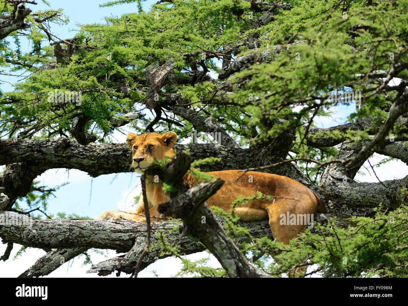 Leonesse su un albero nel Parco Nazionale del Serengeti, Tanzania. Foto Stock