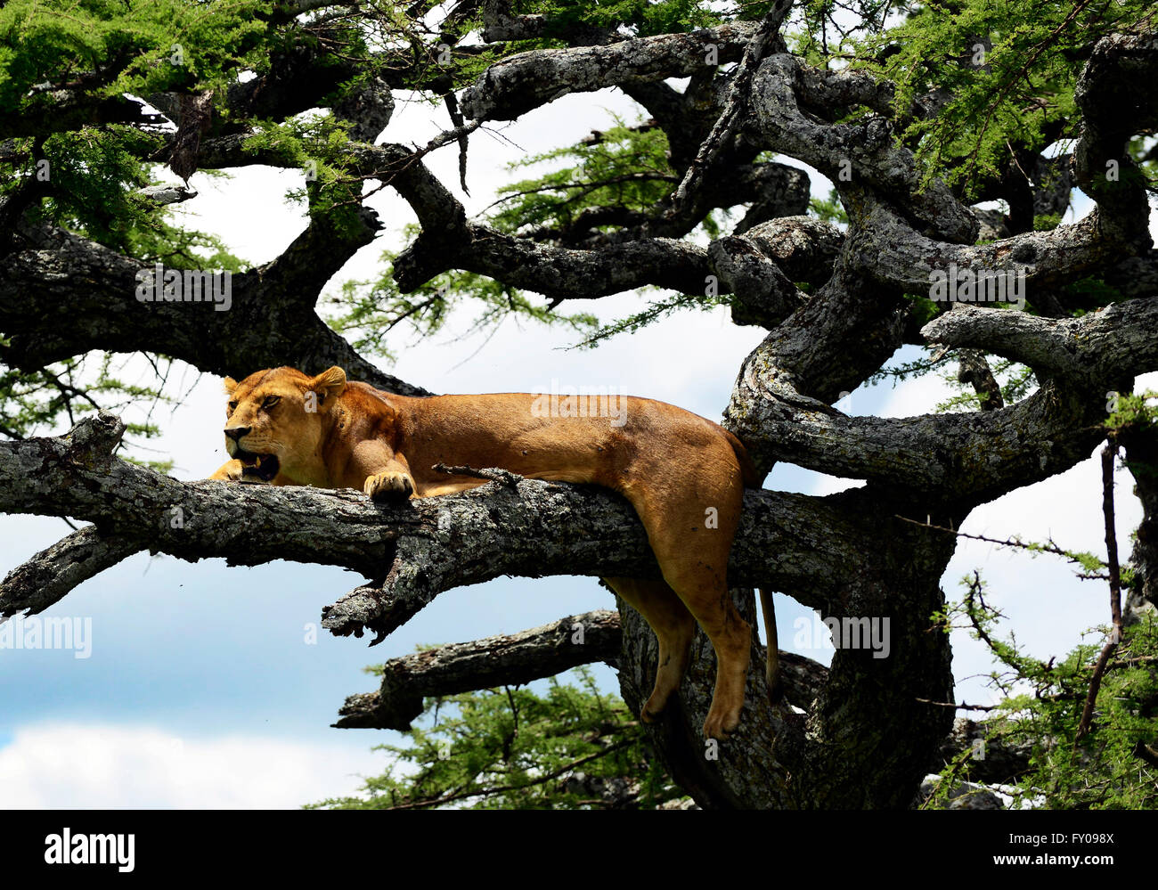 Leonesse su un albero nel Parco Nazionale del Serengeti, Tanzania. Foto Stock