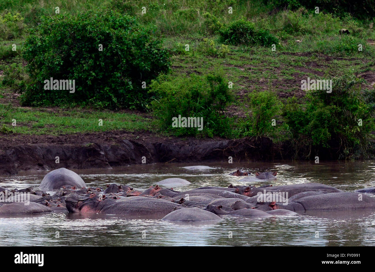 Un grande gruppo di ippopotami ( Hippopotamus amphibius ) nuotare in un piccolo lago nel Parco Nazionale del Serengeti in Tanzania. Foto Stock