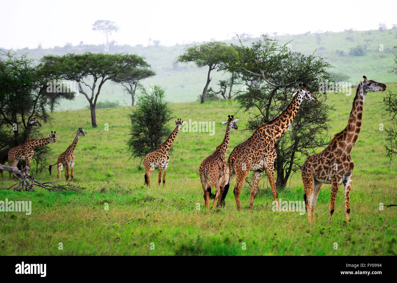 Una mandria di giraffe nel parco nazionale del Serengeti, Tanzania. Foto Stock