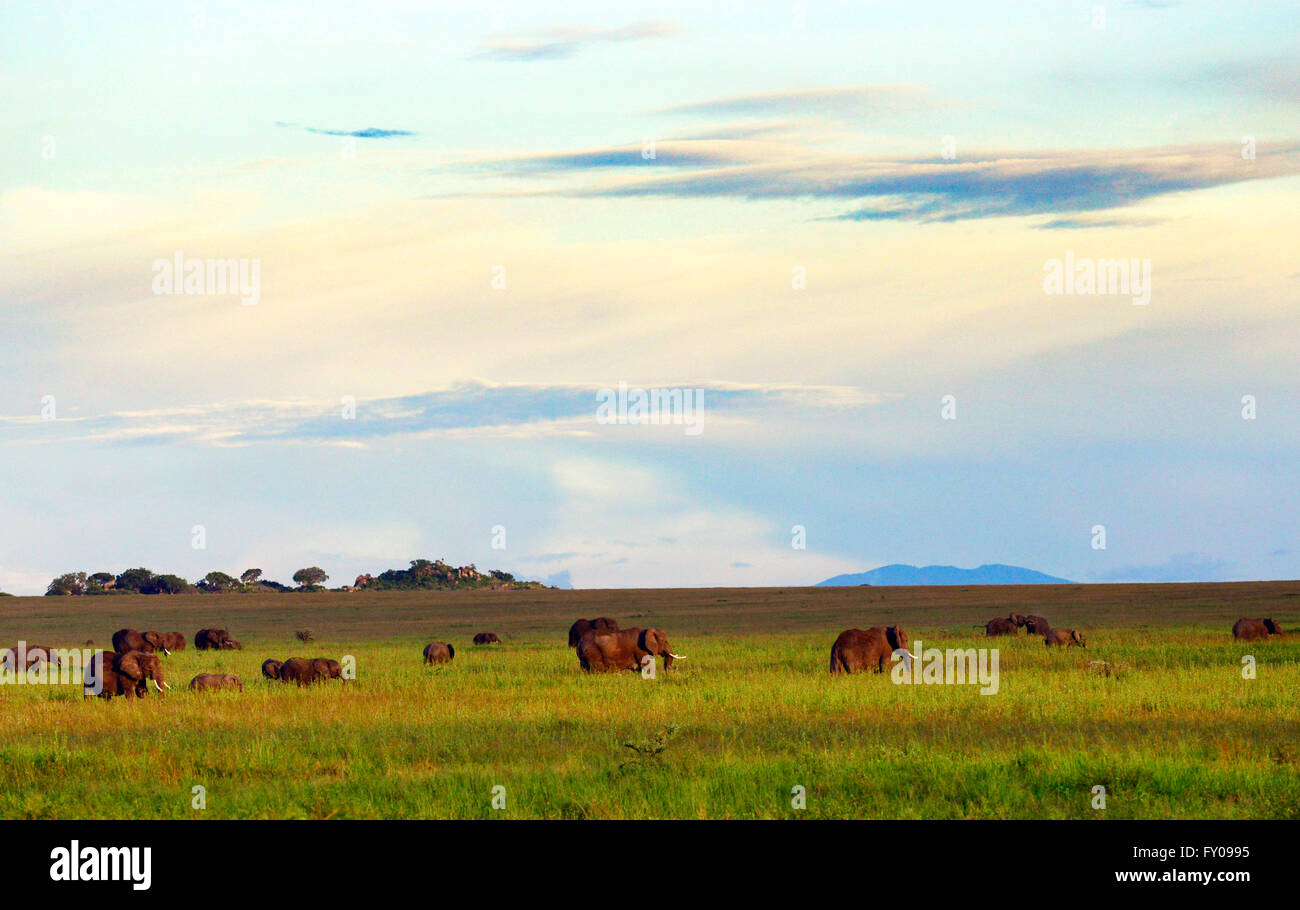 Ecosistema Della Savana Immagini e Fotos Stock - Alamy