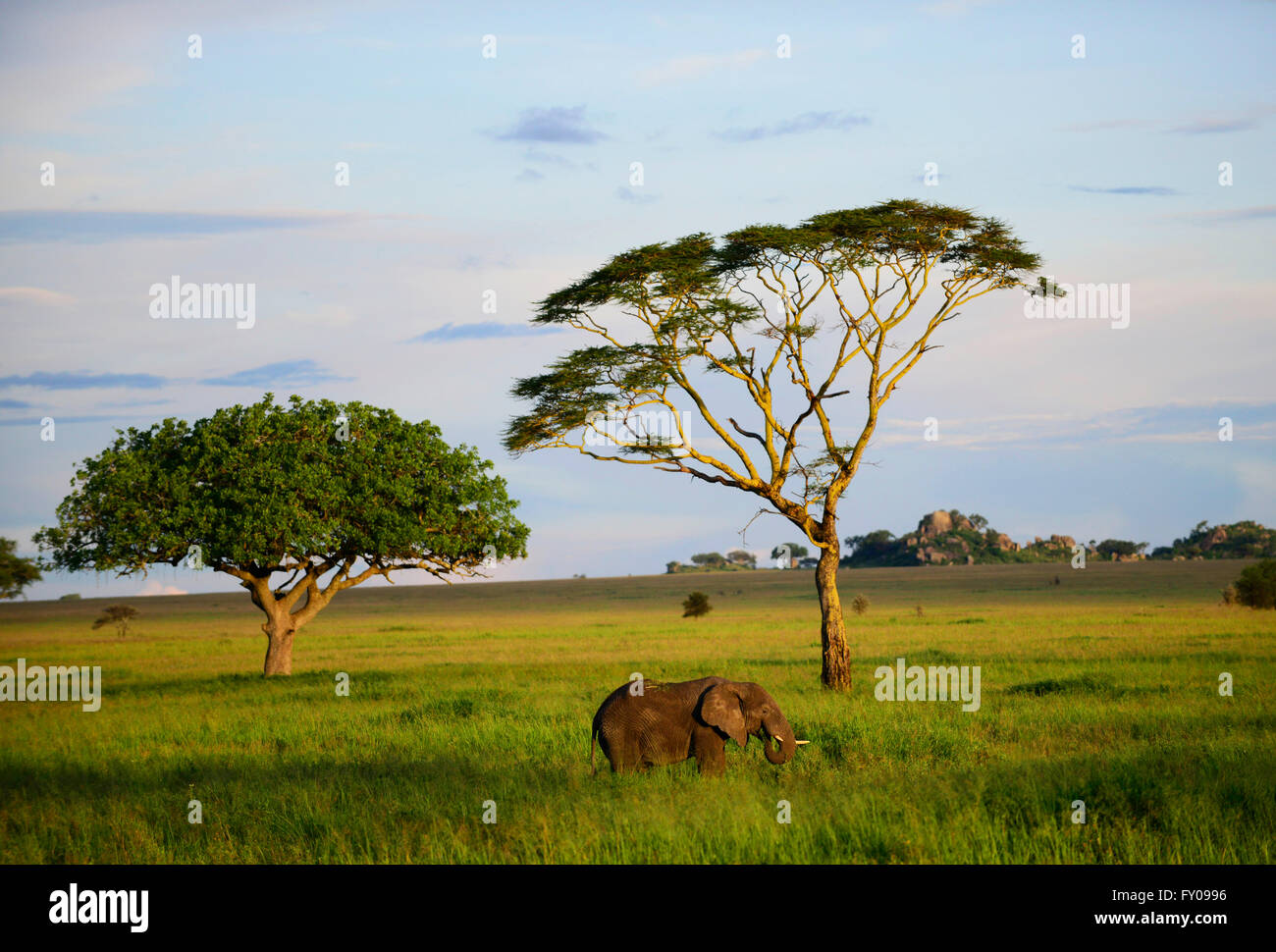Una femmina di elefante al pascolo, Serengeti National Park, Tanzania. Foto Stock