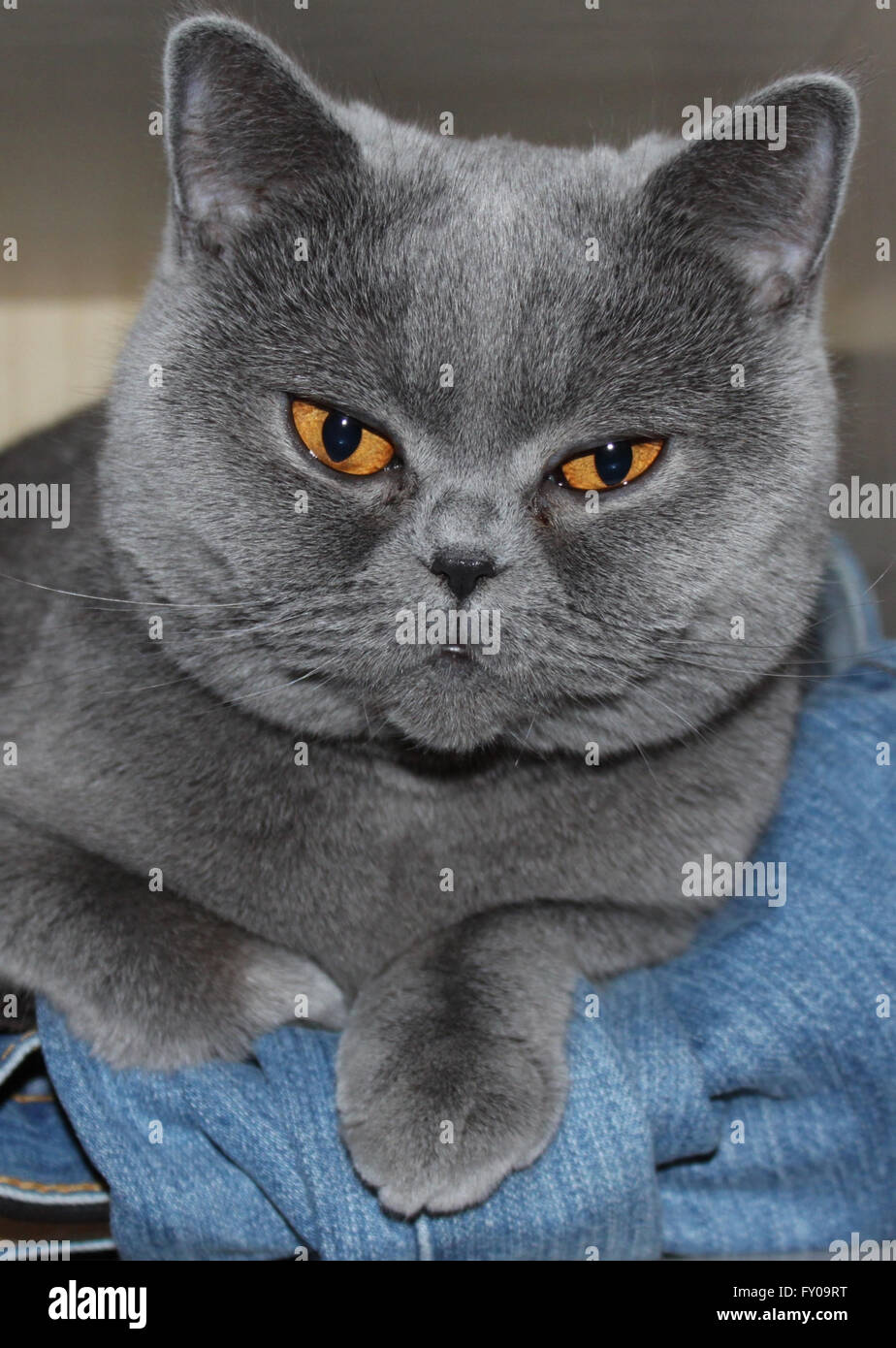 Razze di gatti British Shorthair di colore blu Foto stock - Alamy