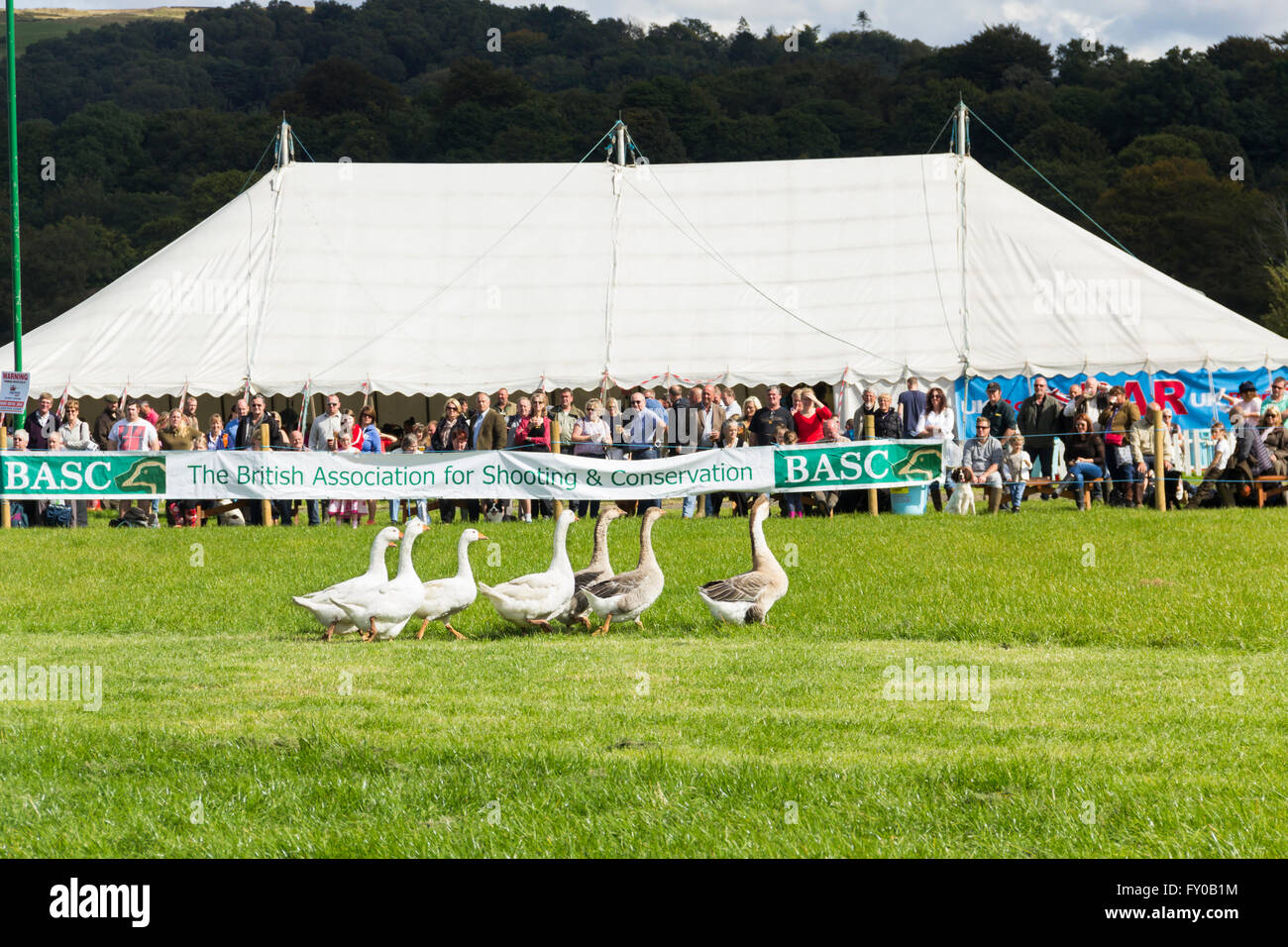 I visitatori del Lancashire gioco e Country Festival 2015 guardare un branco di oche in una dimostrazione di sheepdog lavoro. Foto Stock