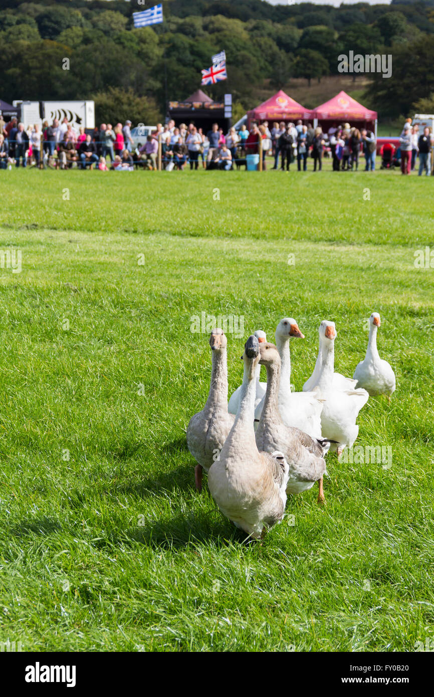 I visitatori del Lancashire gioco e Country Festival 2015 guardare un branco di oche in una dimostrazione di sheepdog lavoro. Foto Stock