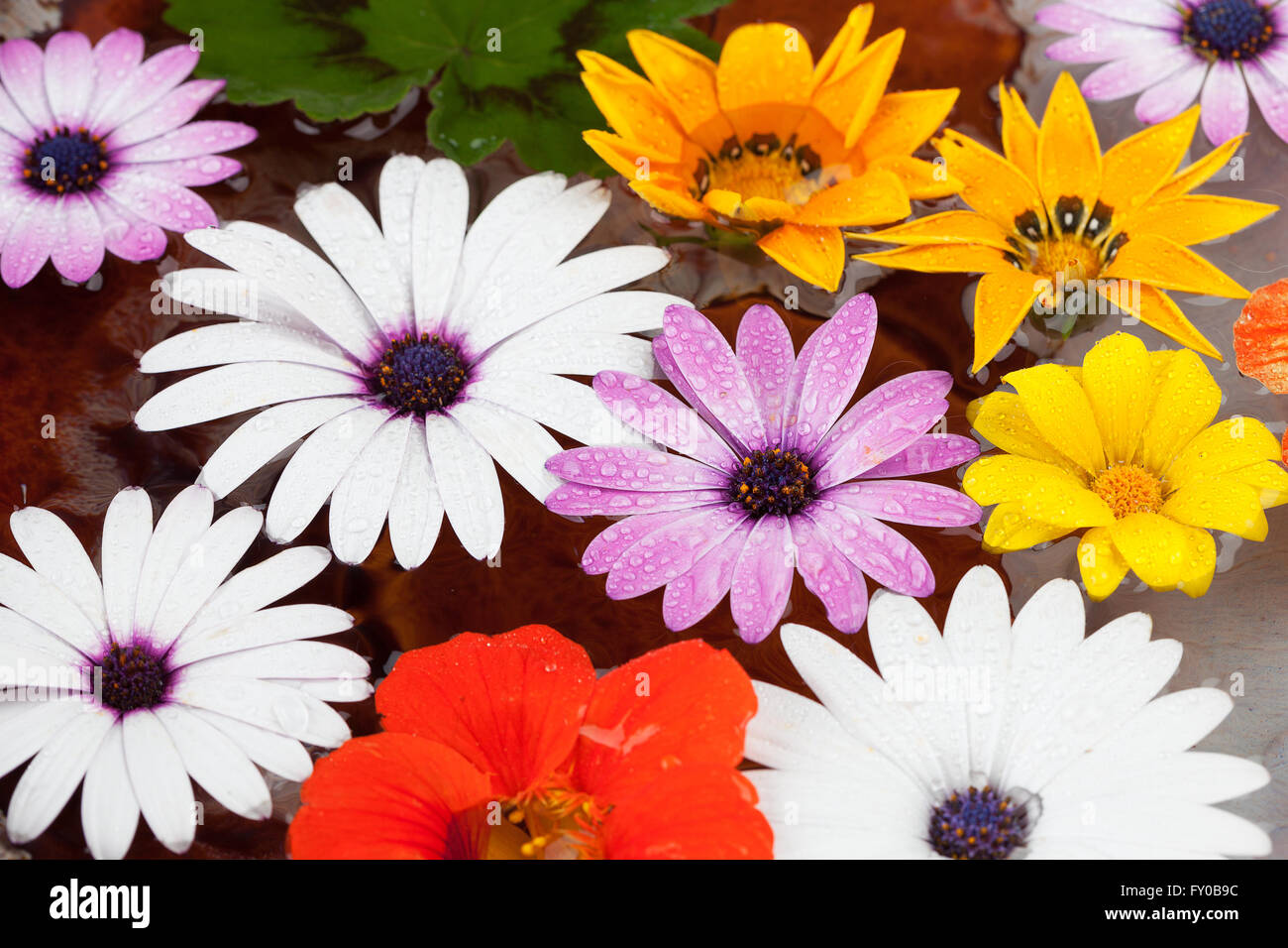 Coloratissimi fiori bagnati con gocce d'acqua. Composizione floreale Foto Stock