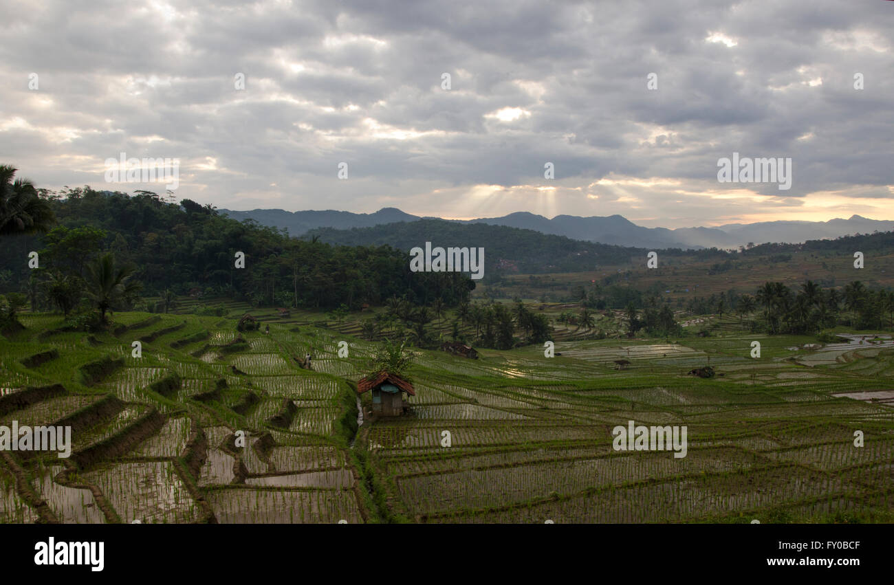 Raggio di luce in nuovi campi di riso Foto Stock