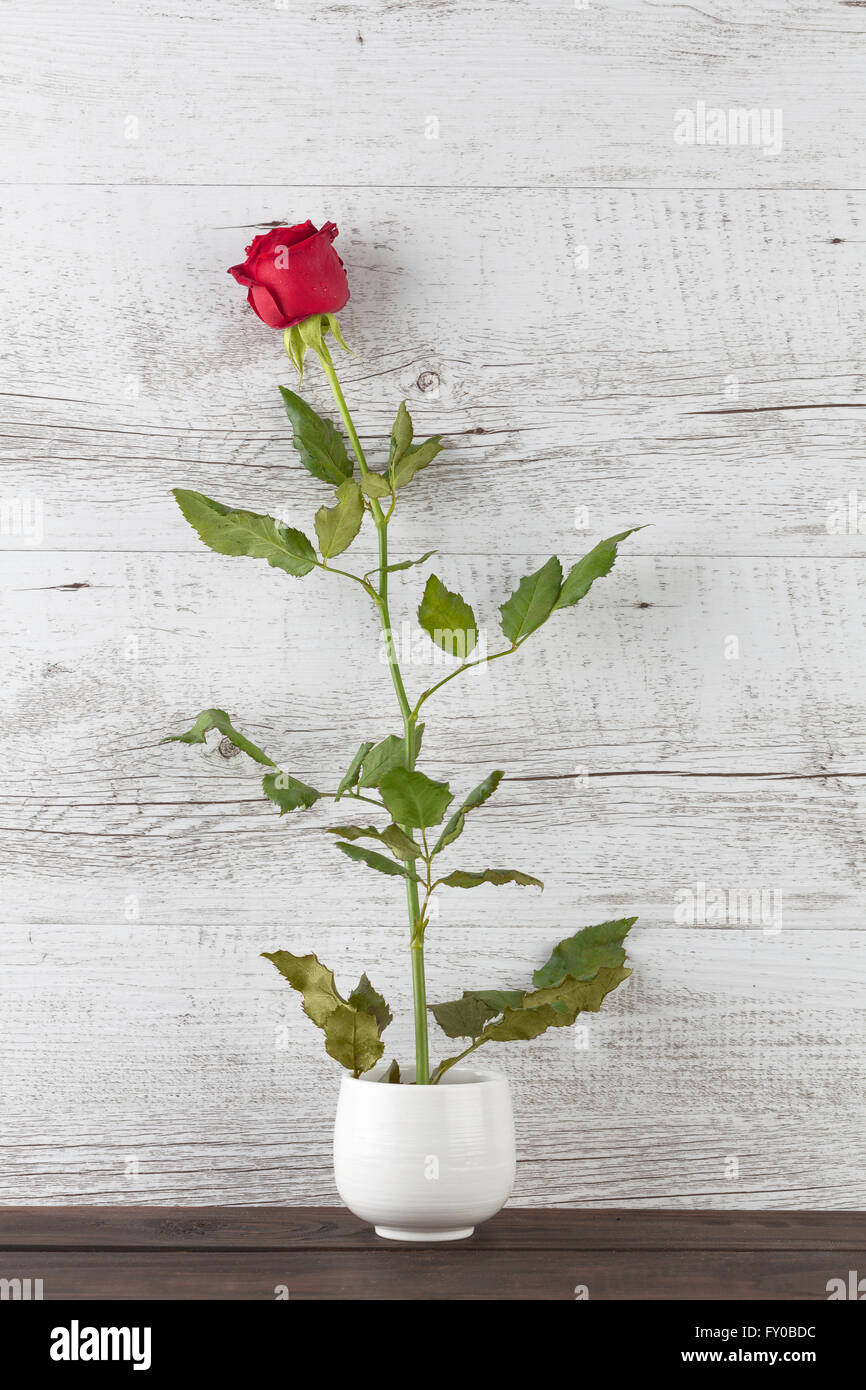 Una rosa rossa in piedi in un piccolo vaso in ceramica bianca. L'immagine verticale con spazio di copia Foto Stock