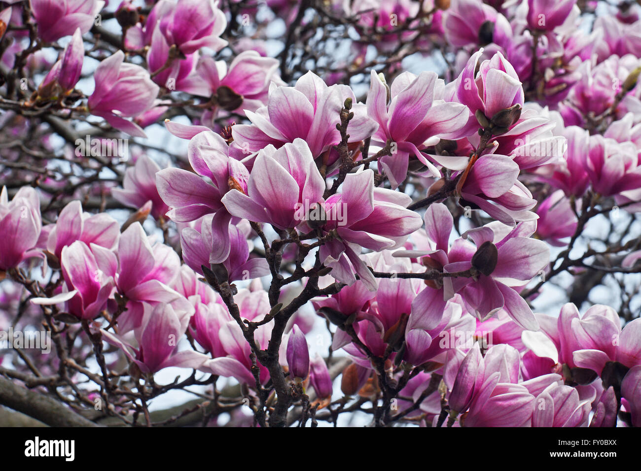 Piattino fiori di magnolia (x Magnolia soulangeana) Foto Stock