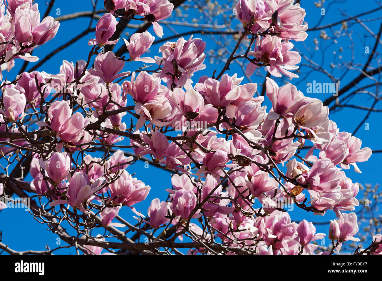 Piattino fiori di magnolia (x Magnolia soulangeana) Foto Stock