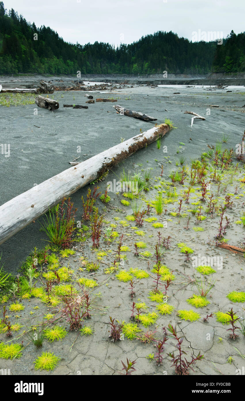 Impianto recupero dopo la rimozione della diga, Fiume Elwha, Penisola Olimpica, Washington Foto Stock