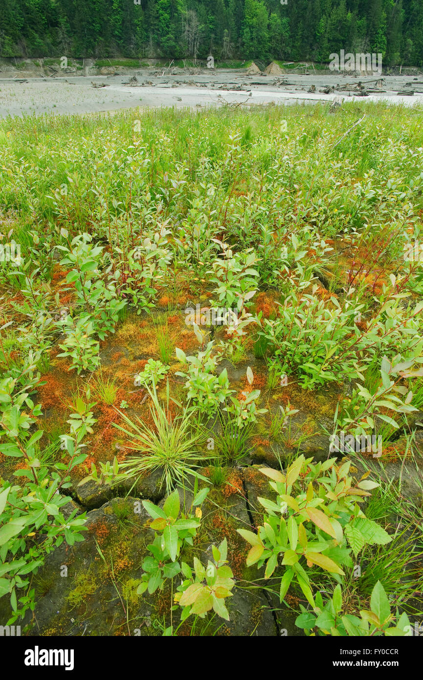 (Fireweed Epilobium) erutta dal lago di sedimenti, Fiume Elwha recupero, Olympic Peninula Washington Foto Stock